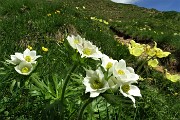30 Anemone narcissino (Anemone narcissiflora) salendo ai Laghetti di Ponteranica